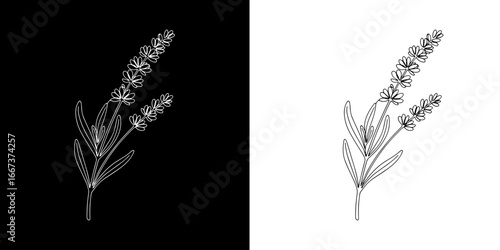 Elegant line art botanical illustration of a delicate lavender sprig with detailed blossoms and leaves