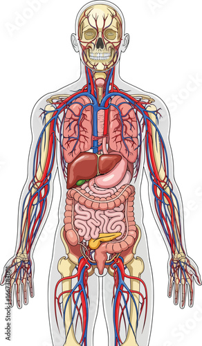 Illustration of human internal organ systems showing the skeletal circulatory respiratory digestive and urinary systems