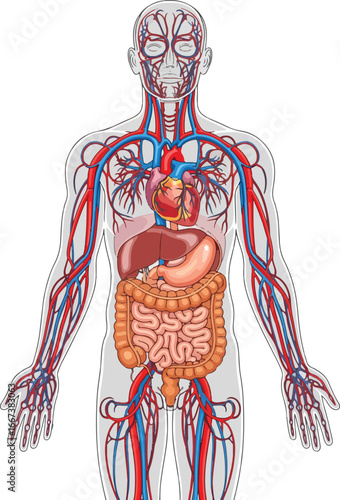 Diagrammatic representation of human internal anatomy highlighting the circulatory and digestive systems