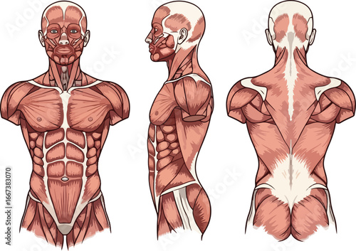  Three detailed anatomical views of the upper human body showing the front side and back