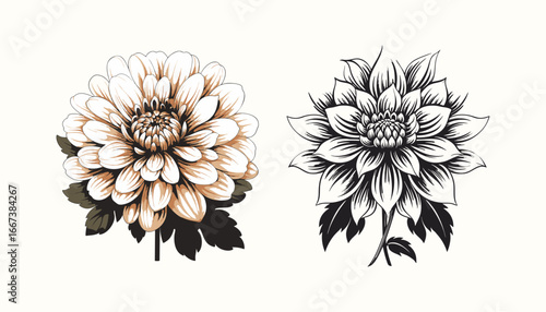 Aster flower vector icon