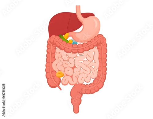 Human digestive system diagram