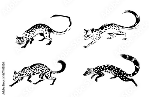 Genet Wild Cat Vector Illustration Set