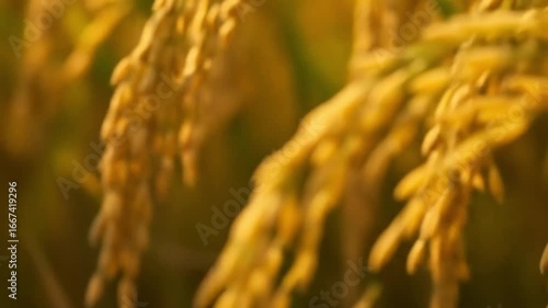 Golden rice stalks swaying in the sunlight, representing harvest, abundance, and food security