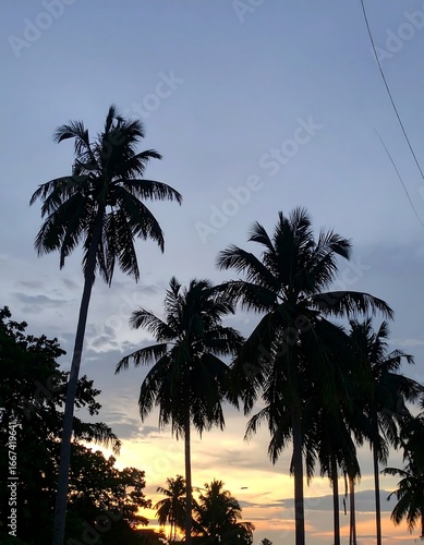 Silhouette palm trees sunset sky