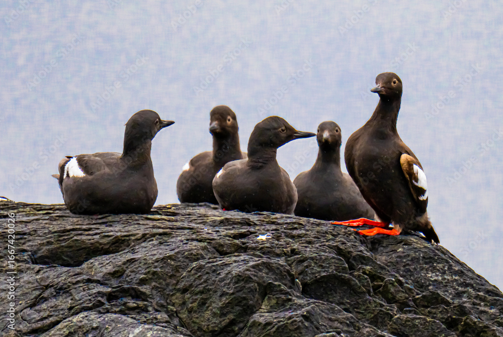 Fototapeta premium Pigeon guillemots on the rocks