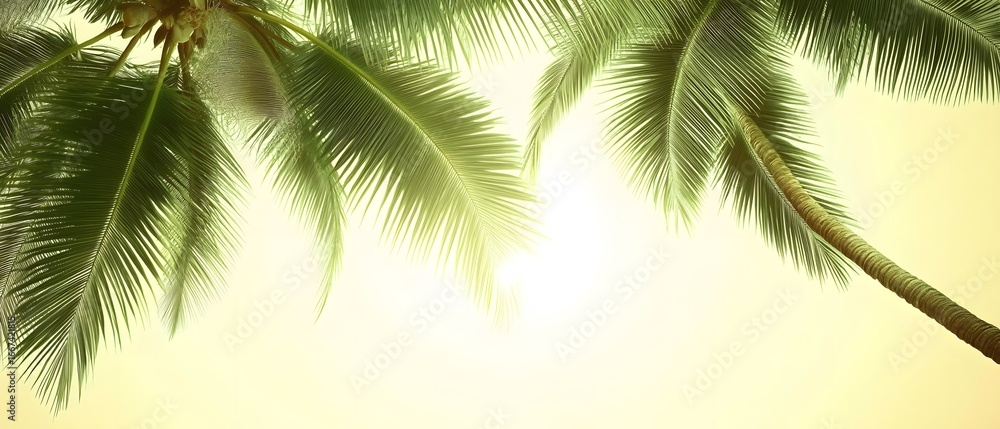 Fototapeta premium Stunning Tropical Palm Tree Leaves Sunlight Background