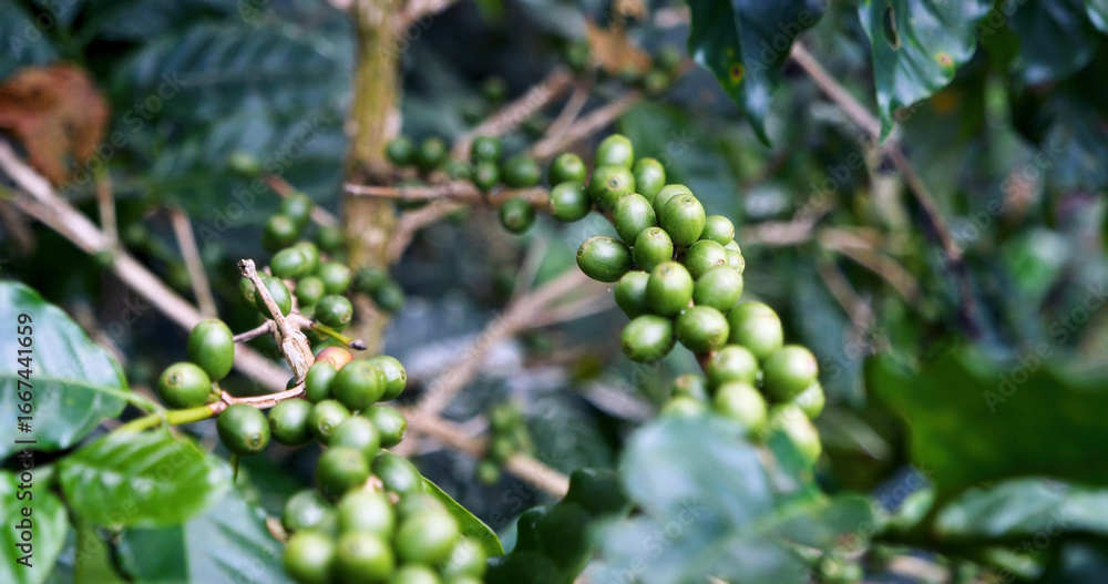 Green coffee bean berry plant with sunlight. Fresh raw seed coffee tree growth in eco organic farm morning time. Close up Green seed berries arabica coffee garden. Fresh coffee bean green leaf plant Green coffee bean berry plant with sunlight. Fresh raw seed coffee tree growth in eco organic farm morning time. Close up Green seed berries arabica coffee garden. Fresh coffee bean green leaf plant