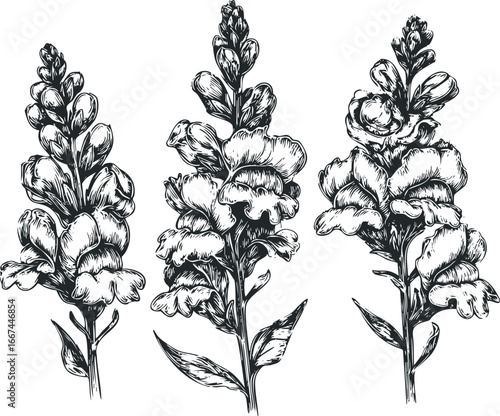Detailed sketch of three botanical snapdragon flower stalks