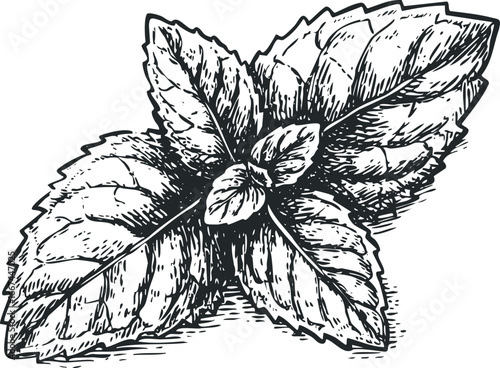 Vintage sketch of mint leaves with detailed texture