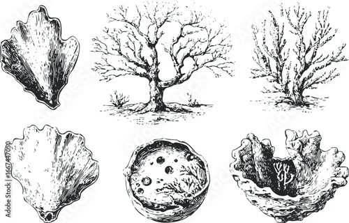 Black and white sketch of diverse natural objects including trees and seashells