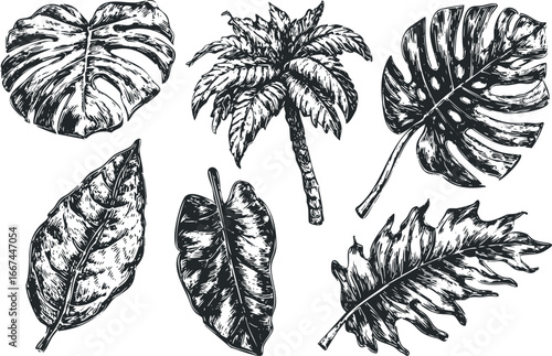 Sketch of Various Tropical Plant Leaves and Palm Tree Isolated on White