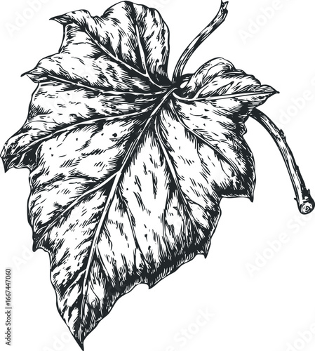 Detailed black and white sketch of a single large plant leaf with a textured stem