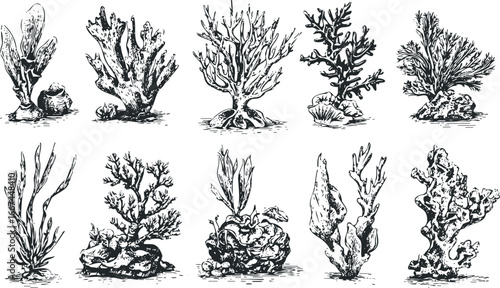 Collection of hand-drawn sea flora and coral reef elements