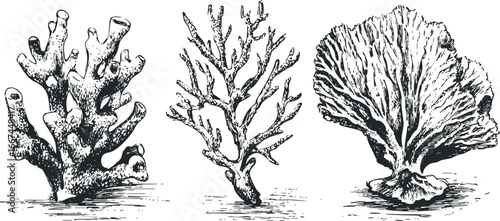 Three distinct types of textured coral branches depicted in a vintage black and white sketch style