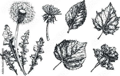 Vintage botanical illustration of dandelion plant and assorted leaves