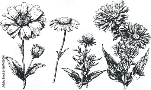 Black and White Ink Sketch Collection of Various Wildflowers and Foliage