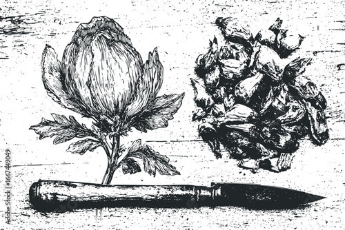 Detailed sketch of flower bulbs with a vintage knife on textured wood
