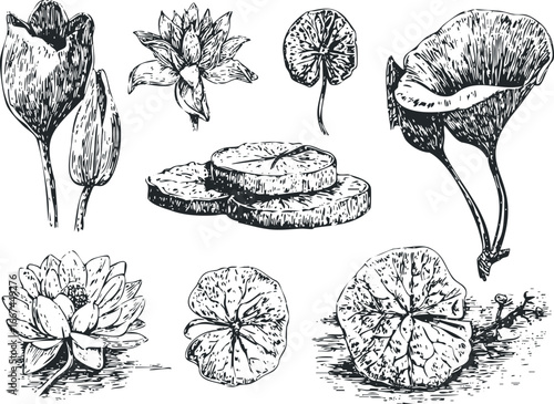Collection of ink-drawn aquatic plants and lily pads