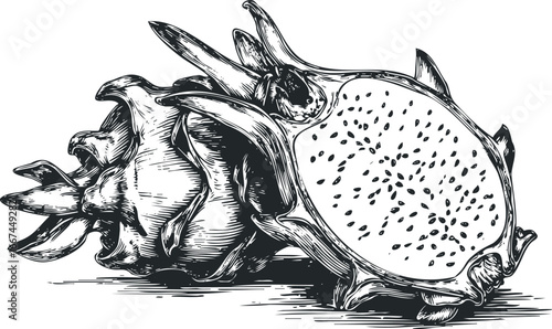 Hand drawn sketch of a dragon fruit cut in half showcasing its speckled interior