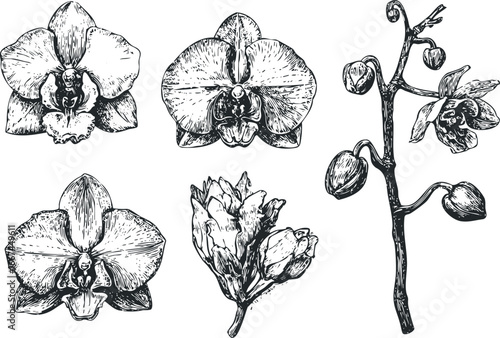 Orchid flower and buds black and white sketch