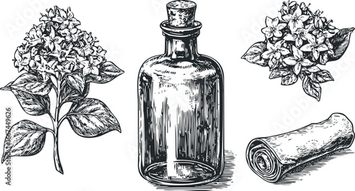 Vintage botanical drawing of flowering plant sprigs and glass bottle
