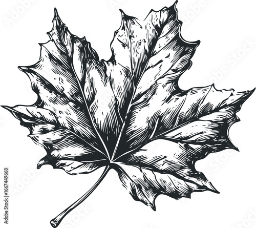 Detailed Sketch of a Single Maple Leaf