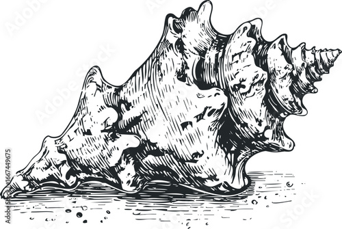 Intricate Ink Drawing of a Large Conch Shell on a Textured Surface