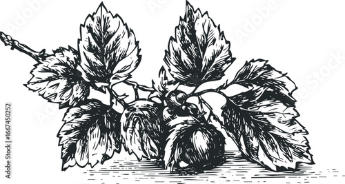 Ink sketch of cluster of hops with textured leaves and cones
