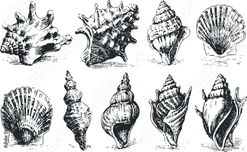 Collection of Hand Drawn Seashells on White Background