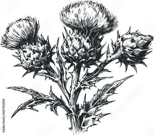 Detailed Ink Drawing of Thistle Plant Stems and Flower Heads