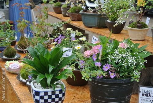 flowers and bonsai in pots