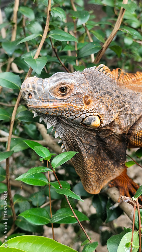 Fototapeta premium Orange iguana is sunbathing on a green leafy tree trunk, in the morning, with a natural blurred background. 