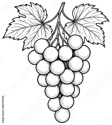 Elegant grapes vector: classic outline design, simple composition, perfect for wine-themed projects