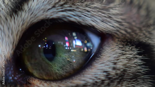 close up of cat eyes