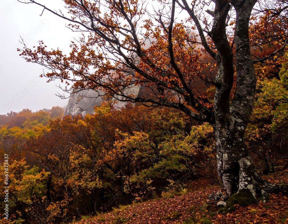 Fototapeta premium Autumnal forest landscape with colorful foliage