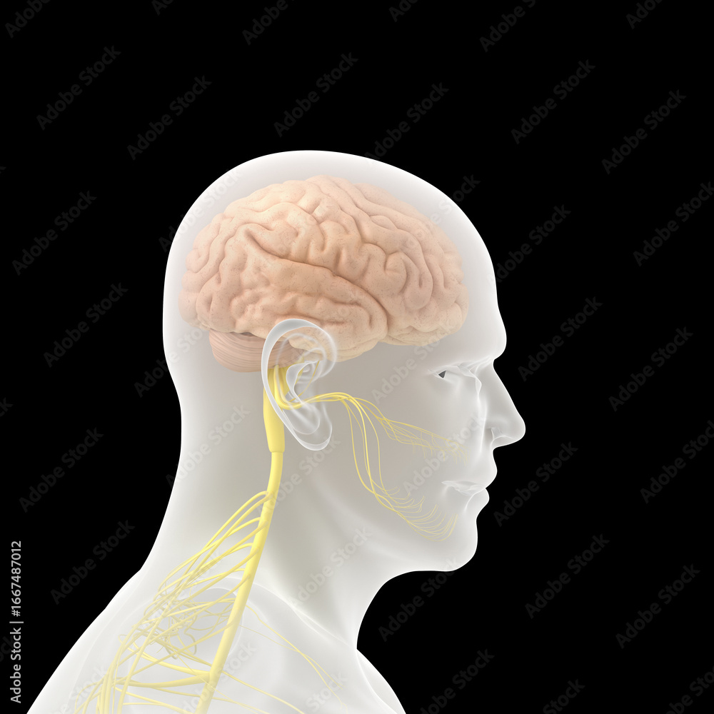 Obraz premium human brain anatomy