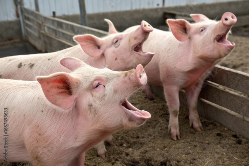 pig