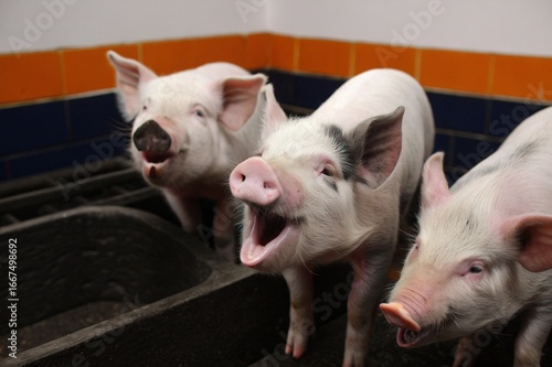pig