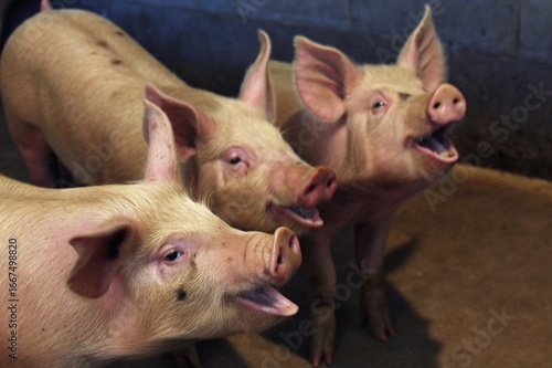 pig