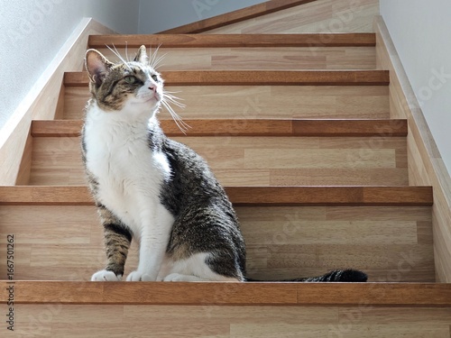 A curious tabby cat sits on a wooden staircase, looking up with an alert expression. This peaceful image captures a serene moment of a pet enjoying its modern Japanese home.