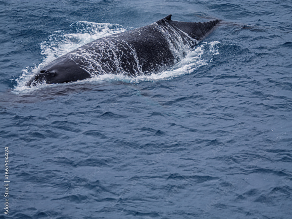 Fototapeta premium Humpback Whale Broaching In Blue Seas