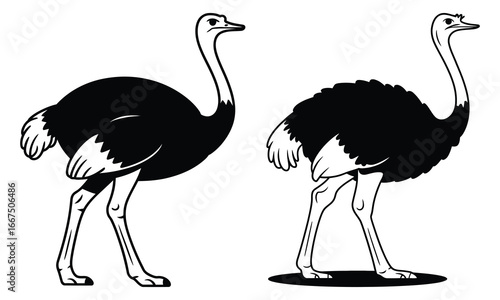 ostrich vector illustration