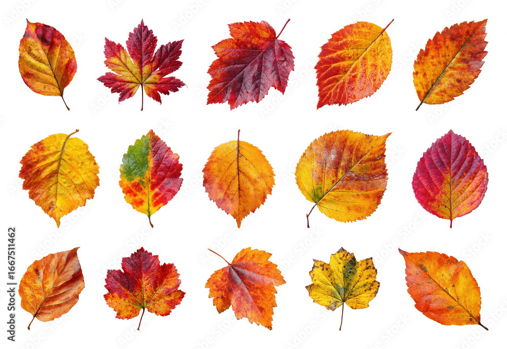 Obraz premium PNG Vibrant autumn leaves collection image, element set on transparent background
