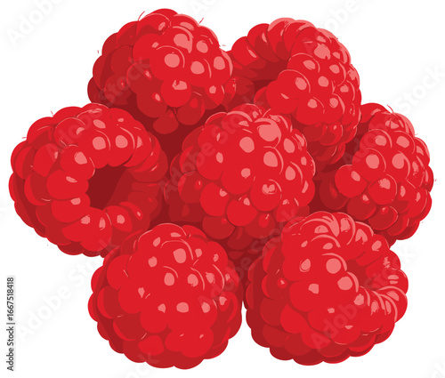 Raspberry cluster vector: vibrant red berry illustration for nature and food themes