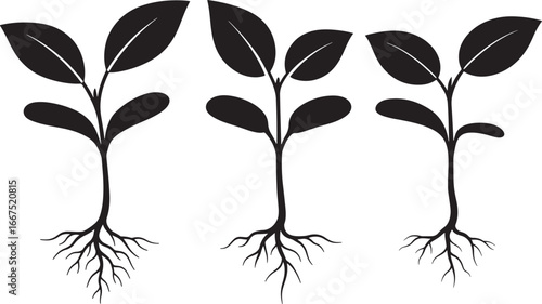 Three young plant seedlings with visible roots silhouette