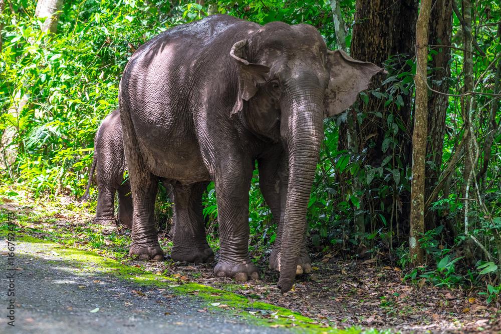 Fototapeta premium Its body is gray, its snout is called the trunk. The trunk of the Asian elephant has only one beak. Nakhon Ratchasima, Thailand.
