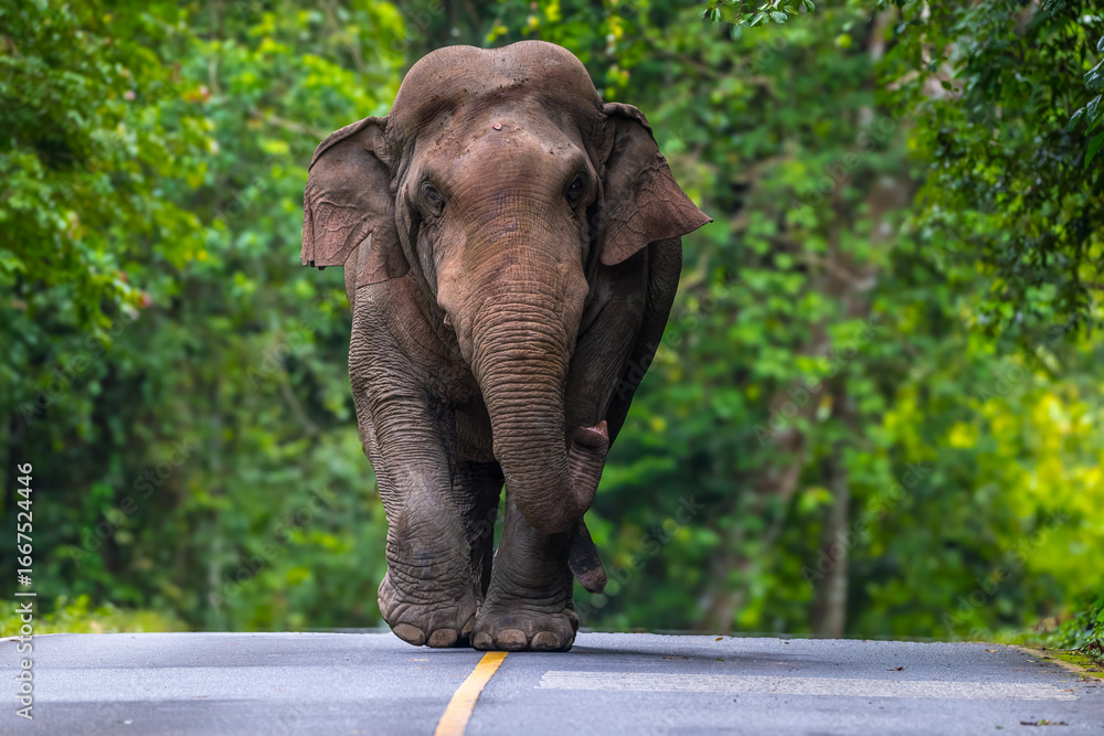 Obraz premium Its body is gray, its snout is called the trunk. The trunk of the Asian elephant has only one beak. Nakhon Ratchasima, Thailand.