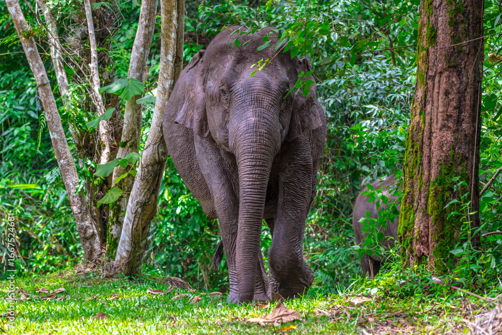 Fototapeta premium Its body is gray, its snout is called the trunk. The trunk of the Asian elephant has only one beak. Nakhon Ratchasima, Thailand.