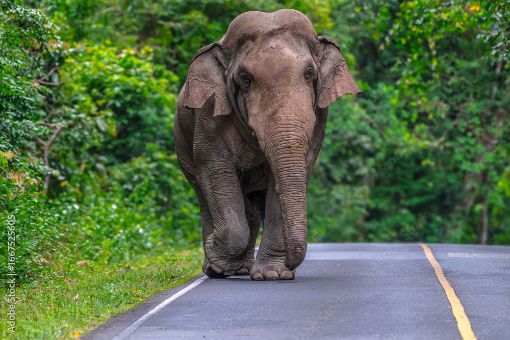 Obraz premium Its body is gray, its snout is called the trunk. The trunk of the Asian elephant has only one beak. Nakhon Ratchasima, Thailand.